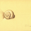 2011_Shell_in_paradise(grafitova ceruzka na papieri, 21x30)