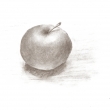 Jablko z archývu (uhlík na papieri)