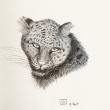 Leopard Nurik